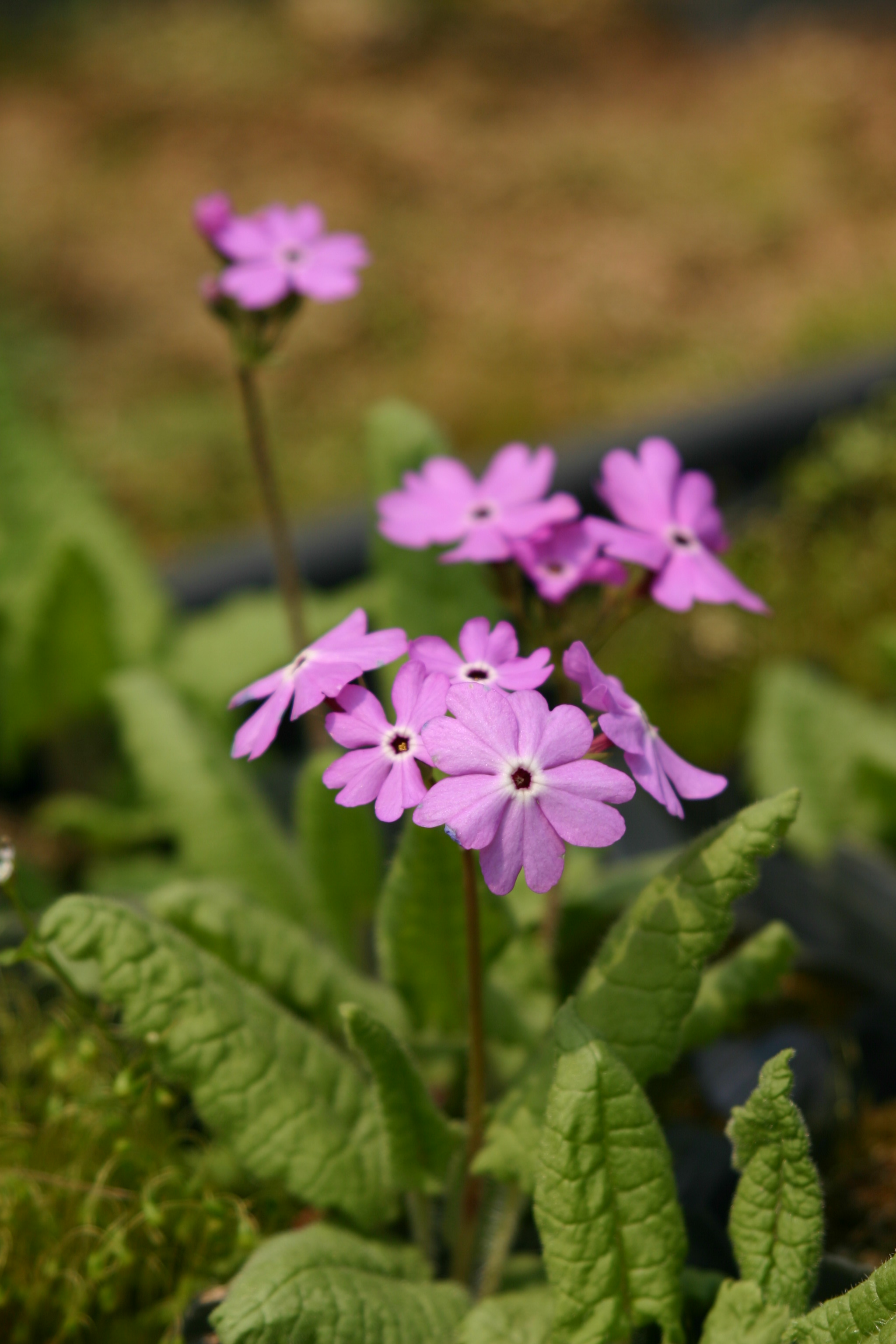 Primula sieboldi